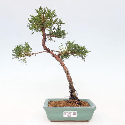 Vonkajší bonsai - Juniperus chinensis Kishu -Jalovec čínsky