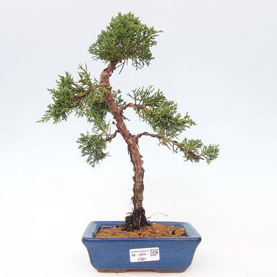 Vonkajší bonsai - Juniperus chinensis Kishu -Jalovec čínsky