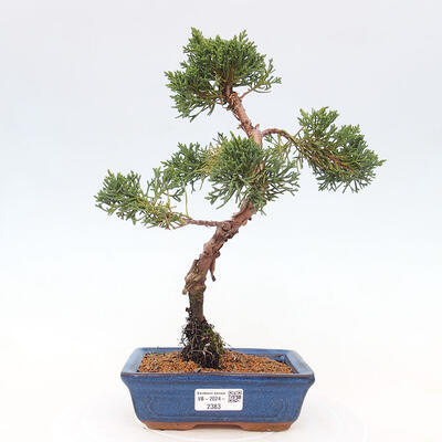 Vonkajší bonsai - Juniperus chinensis Kishu -Jalovec čínsky