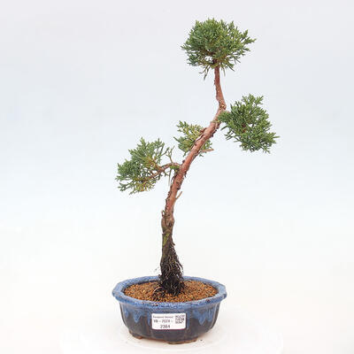 Vonkajší bonsai - Juniperus chinensis Kishu -Jalovec čínsky