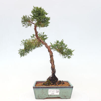 Vonkajší bonsai - Juniperus chinensis Kishu -Jalovec čínsky