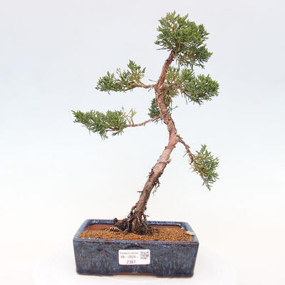 Vonkajší bonsai - Juniperus chinensis Kishu -Jalovec čínsky