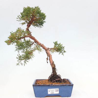 Vonkajší bonsai - Juniperus chinensis Kishu -Jalovec čínsky