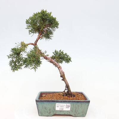 Vonkajší bonsai - Juniperus chinensis Kishu -Jalovec čínsky