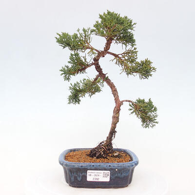 Vonkajší bonsai - Juniperus chinensis Kishu -Jalovec čínsky