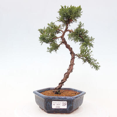 Vonkajší bonsai - Juniperus chinensis Kishu -Jalovec čínsky