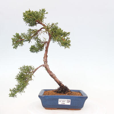 Vonkajší bonsai - Juniperus chinensis Kishu -Jalovec čínsky