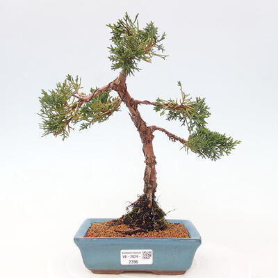 Vonkajší bonsai - Juniperus chinensis Kishu -Jalovec čínsky