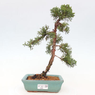 Vonkajší bonsai - Juniperus chinensis Kishu -Jalovec čínsky