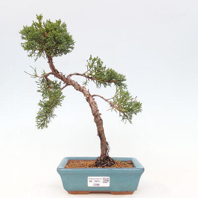 Vonkajší bonsai - Juniperus chinensis Kishu -Jalovec čínsky