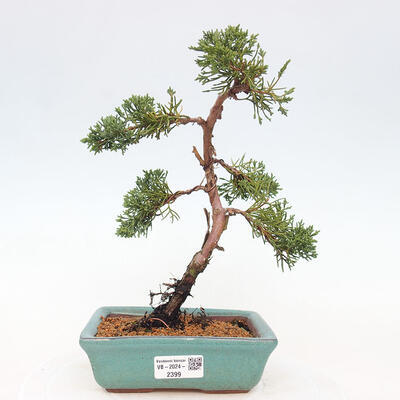 Vonkajší bonsai - Juniperus chinensis Kishu -Jalovec čínsky