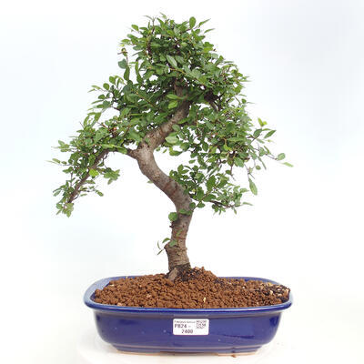 Izbová bonsai - Ulmus parvifolia - Malolistý brest - 1