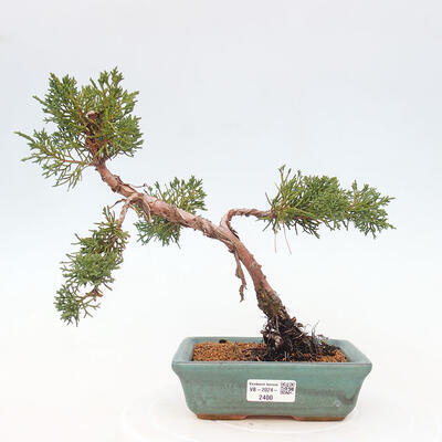 Vonkajší bonsai - Juniperus chinensis Kishu -Jalovec čínsky