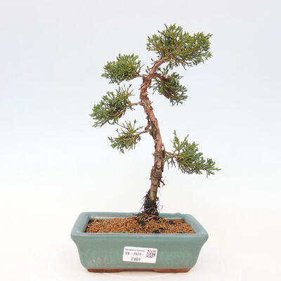 Vonkajší bonsai - Juniperus chinensis Kishu -Jalovec čínsky