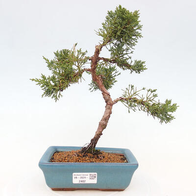 Vonkajší bonsai - Juniperus chinensis Kishu -Jalovec čínsky