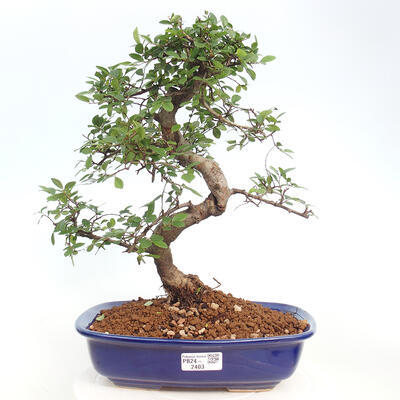 Izbová bonsai - Ulmus parvifolia - Malolistý brest - 1