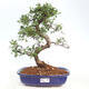 Izbová bonsai - Ulmus parvifolia - Malolistý brest - 1/3