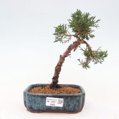 Vonkajší bonsai - Juniperus chinensis Kishu -Jalovec čínsky