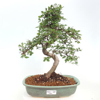 Izbová bonsai - Ulmus parvifolia - Malolistý brest - 1