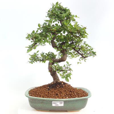 Izbová bonsai - Ulmus parvifolia - Malolistý brest - 1