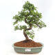 Izbová bonsai - Ulmus parvifolia - Malolistý brest - 1/3