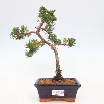 Vonkajší bonsai - Juniperus chinensis Kishu -Jalovec čínsky