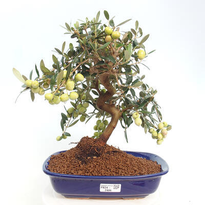 Izbová bonsai - Olea europaea -Oliva európska - 1