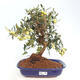 Izbová bonsai - Olea europaea -Oliva európska - 1/5