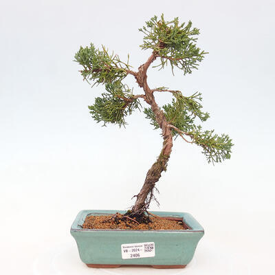 Vonkajší bonsai - Juniperus chinensis Kishu -Jalovec čínsky