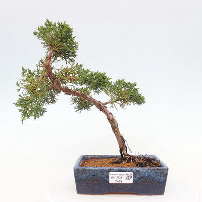 Vonkajší bonsai - Juniperus chinensis Kishu -Jalovec čínsky