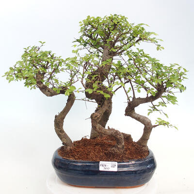 Izbová bonsai - Ulmus parvifolia - Malolistý brest - 1