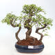 Izbová bonsai - Ulmus parvifolia - Malolistý brest - 1/6