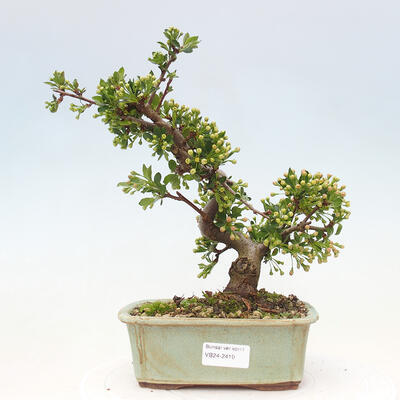 Vonkajší bonsai - Malus sergentiu - Maloplodá jabloň - 1