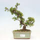 Vonkajší bonsai - Malus sergentiu - Maloplodá jabloň - 1/7