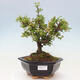 Vonkajší bonsai - Malus sergentiu - Maloplodá jabloň - 1/7