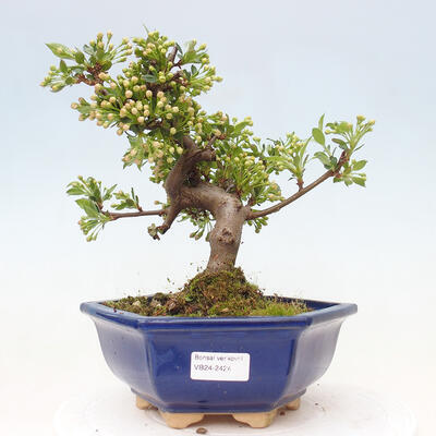 Vonkajší bonsai - Malus sergentiu - Maloplodá jabloň - 1