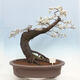 Vonkajší bonsai - Prunus spinosa - trnka - 1/6