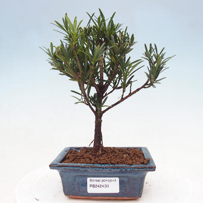 Izbová bonsai - Podocarpus - Kamenný tis - 1