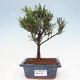 Izbová bonsai - Podocarpus - Kamenný tis - 1/4