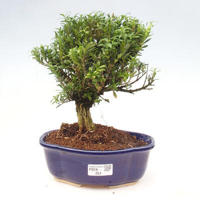 Izbová bonsai - Buxus harlandii -korkový buxus - 1