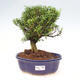 Izbová bonsai - Buxus harlandii -korkový buxus - 1/3