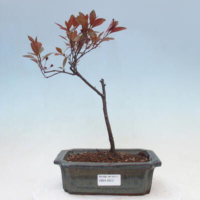 Vonkajší bonsai - Prunus ceras Nigra - Slivoň - 1