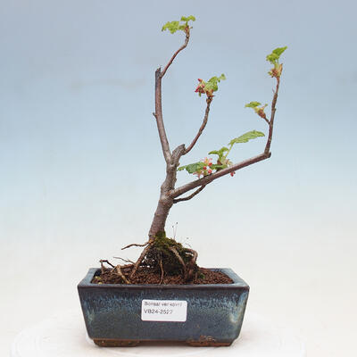 Vonkajší bonsai - Meruzalka krvavá - Ribes sanguneum - 1