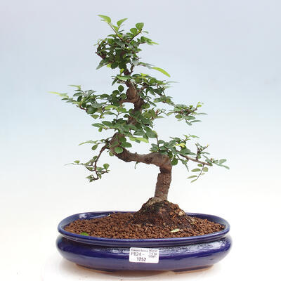 Izbová bonsai - Ulmus parvifolia - Malolistý brest - 1