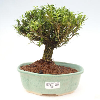 Izbová bonsai - Buxus harlandii -korkový buxus - 1