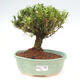 Izbová bonsai - Buxus harlandii -korkový buxus - 1/3