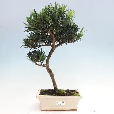 Izbová bonsai - Podocarpus - Kamenný tis - 1