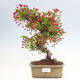 Vonkajší bonsai - Malus sergentiu - Maloplodá jabloň - 1/6