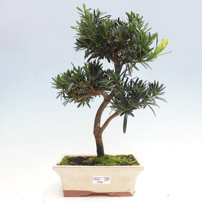 Izbová bonsai - Podocarpus - Kamenný tis - 1