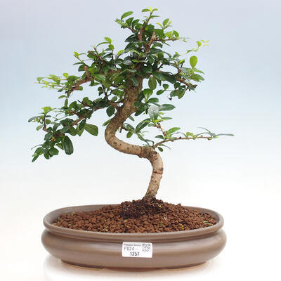 Izbová bonsai - Carmona macrophylla - Čaj fuki - 1